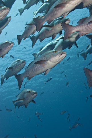 Close-up of a school of Twinspot snappers